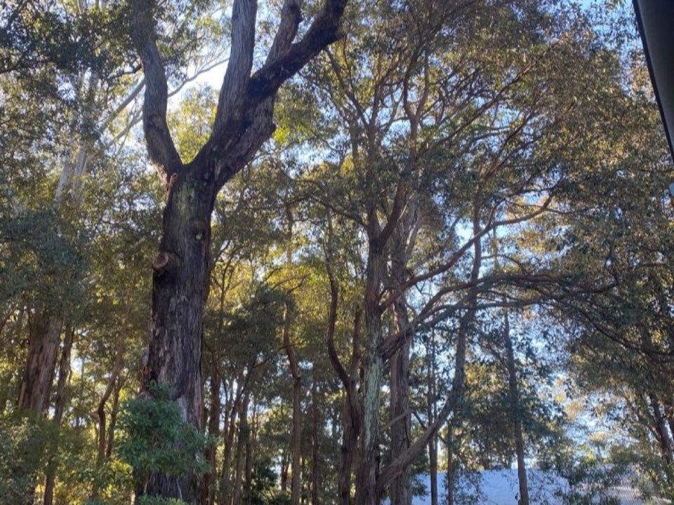 Mature trees in a Blaenau Gwent parkland setting due for routine re-inspection