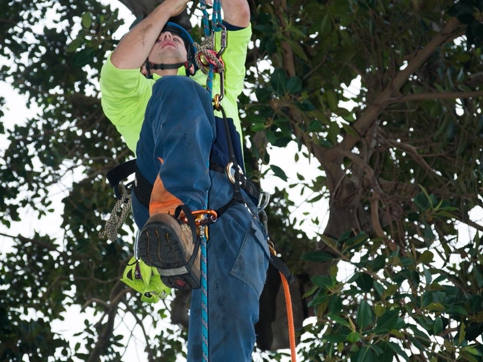 Qualified arborist working in a mature tree during an Enviro Trees UK survey in Blaenau Gwent